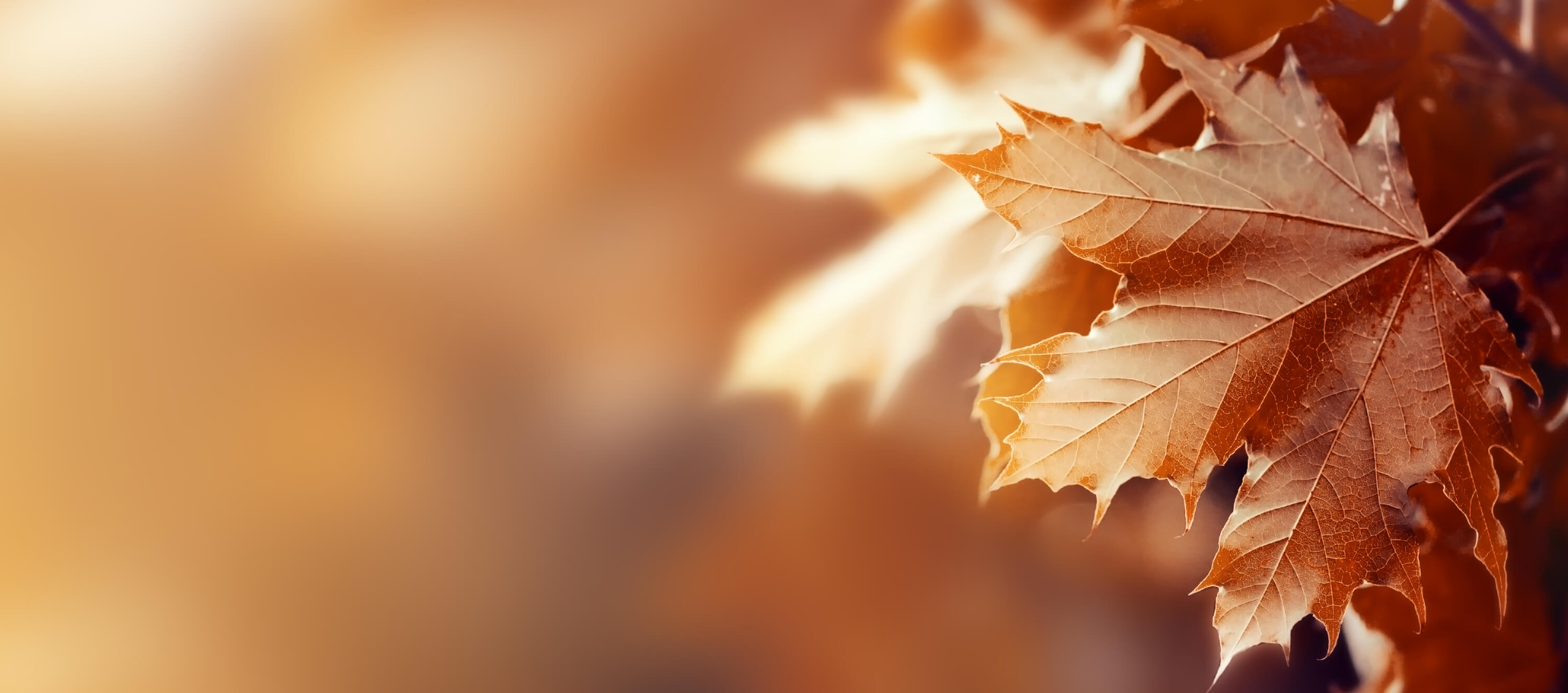 beautiful-autumn-leaves-on-autumn-red-background-sunny-daylight-horizontal (1)